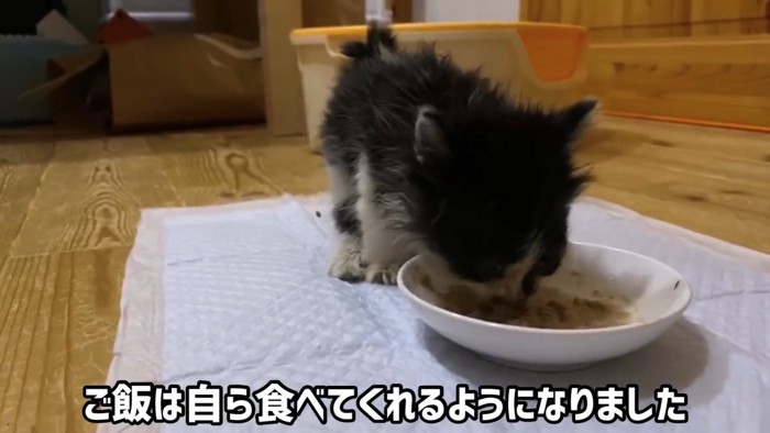 ごはんを食べている子猫の顔