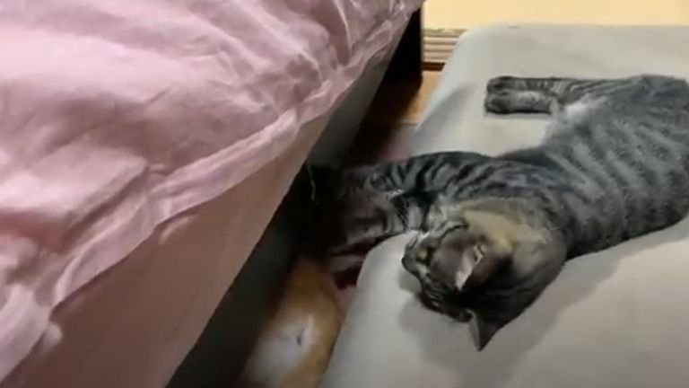 ベッド下の犬に攻撃する猫
