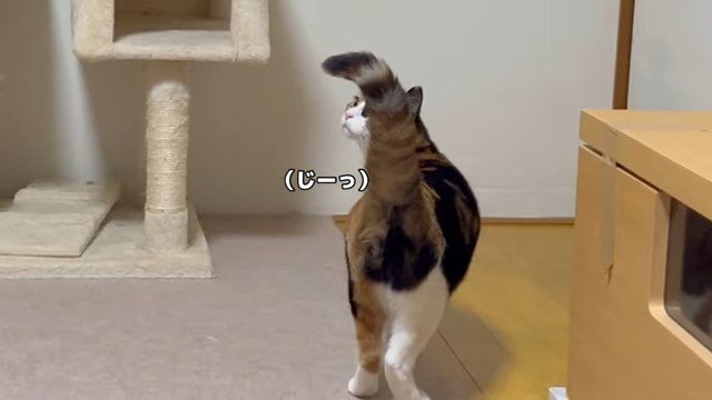 じーっと見上げる猫