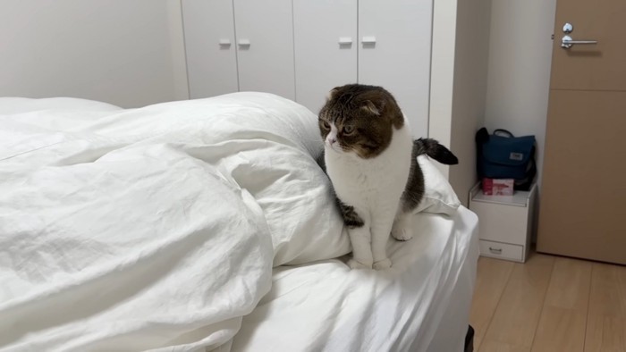 ベッドに乗っている猫