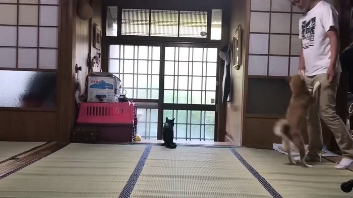 人に飛びつく犬