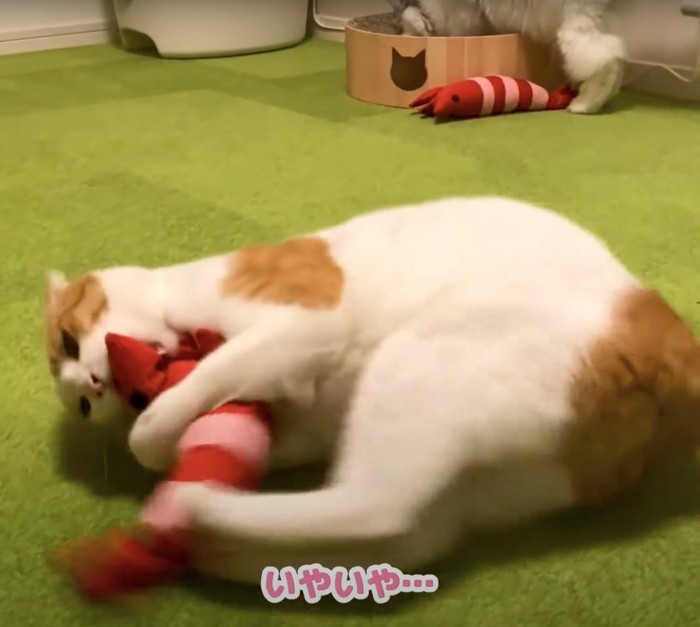 エビのおもちゃで遊ぶ日本猫
