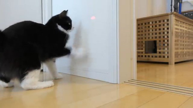 壁に手をかける猫