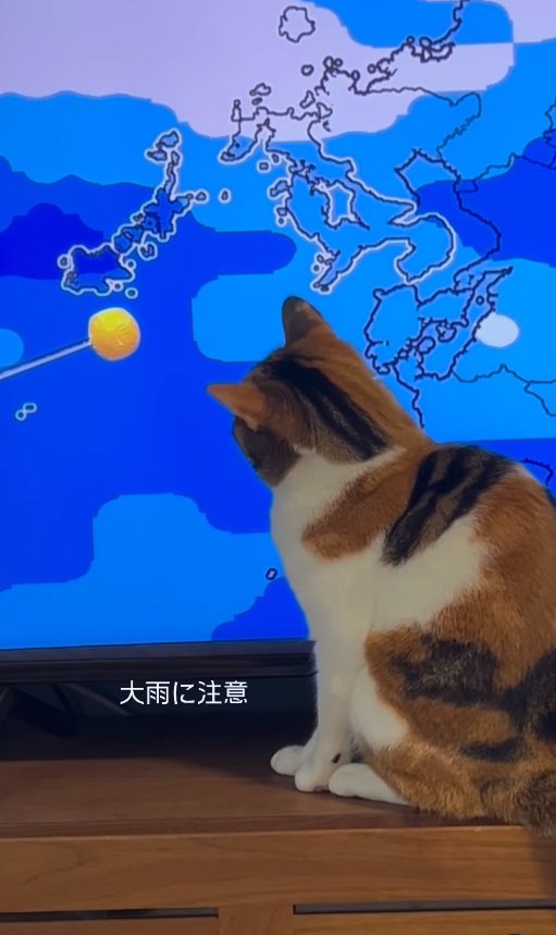 テレビに映る差し棒を眺める猫