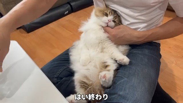 男性の膝の上の猫