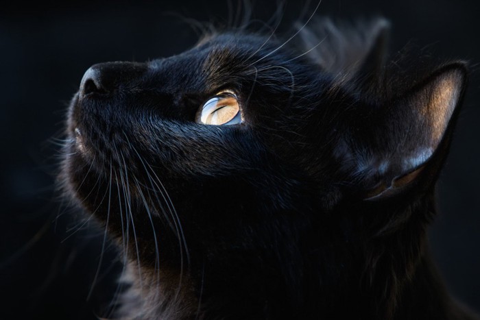 上を向く黒猫の横顔のアップ画像