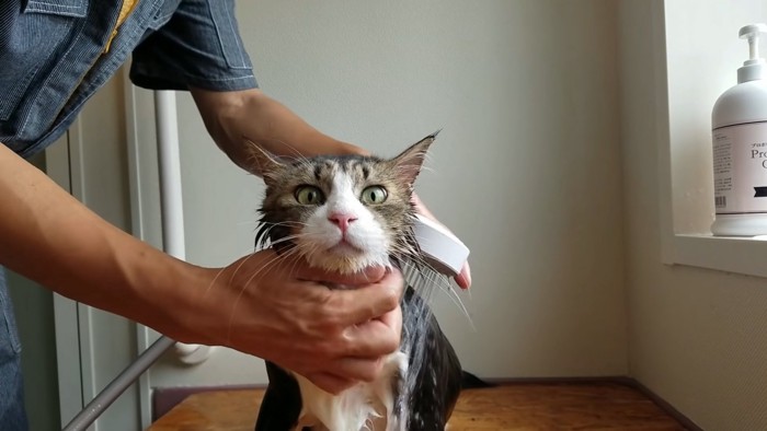 シャワーですすがれる猫