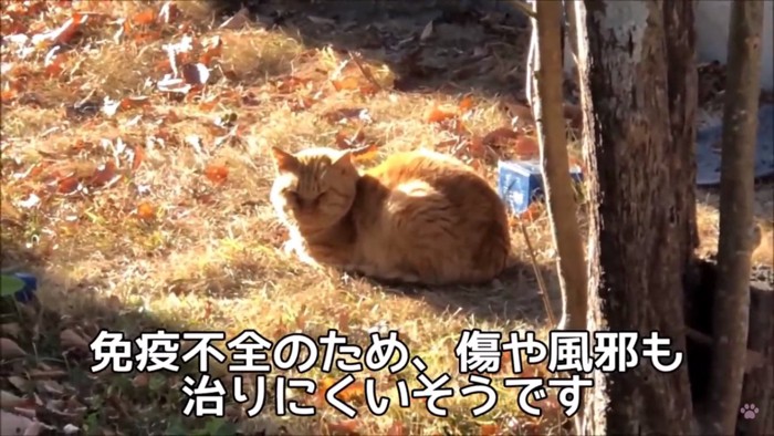 猫エイズが判明