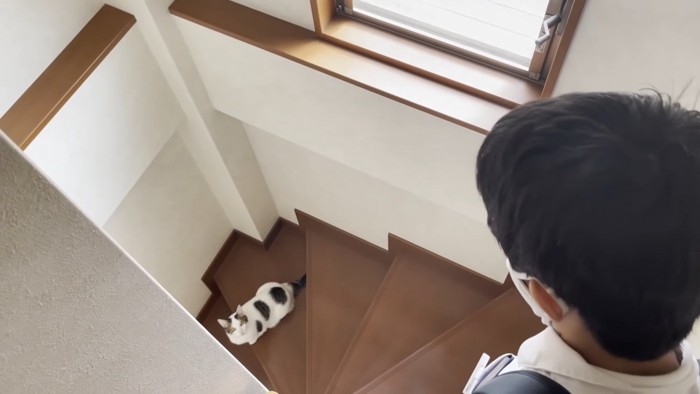 階段の途中で座っている猫