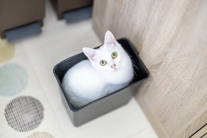 ゴミ箱に入っている猫