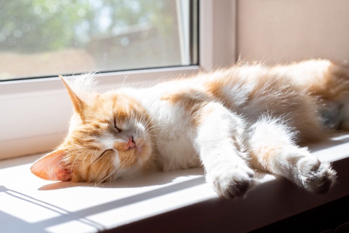 窓辺で寝る猫