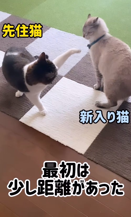 2匹の猫