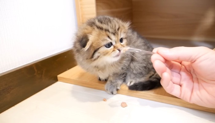 スプーンでご飯を食べる子猫