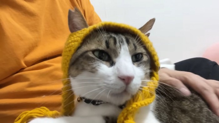 帽子を被る猫