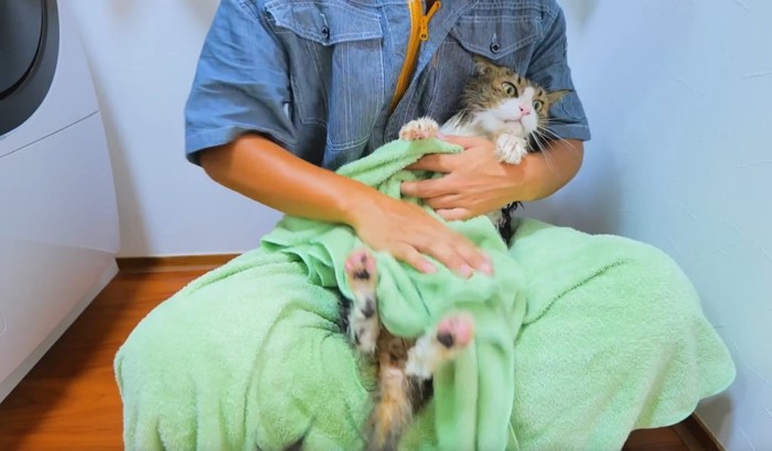 タオルで拭かれる猫