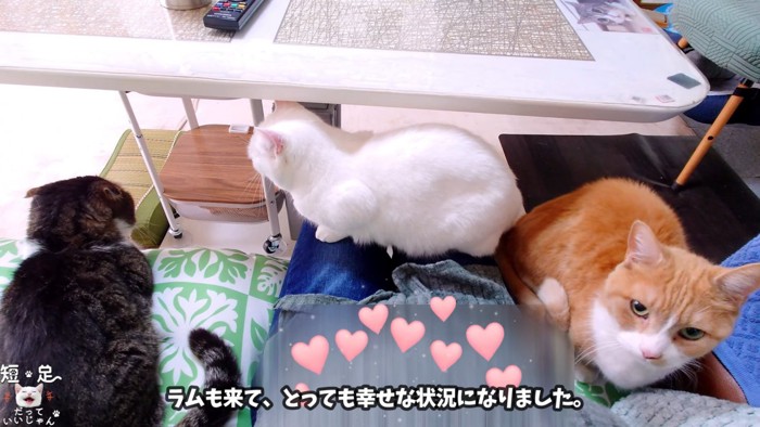 人の周りに集まる3匹の猫