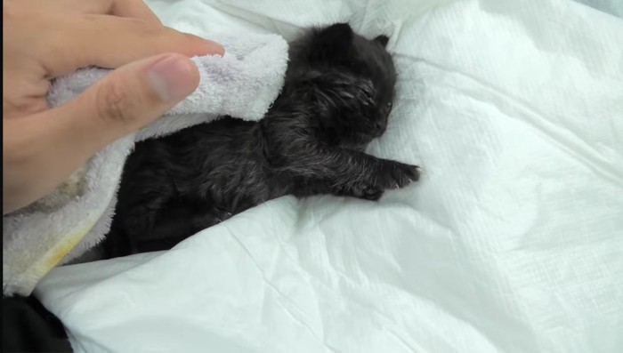タオルで拭かれる黒猫