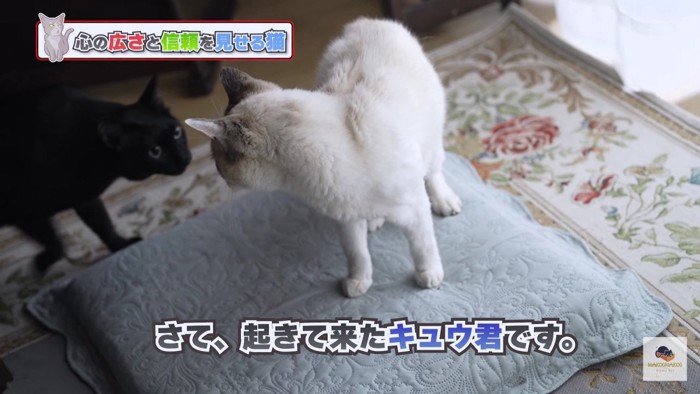 黒猫と白系猫