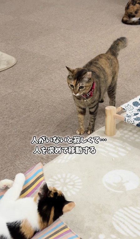 寂しくなった猫