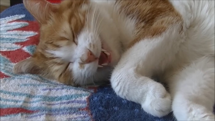 目を閉じて鳴く猫
