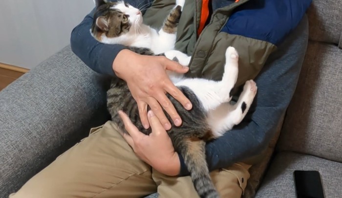 抱っこされている成猫