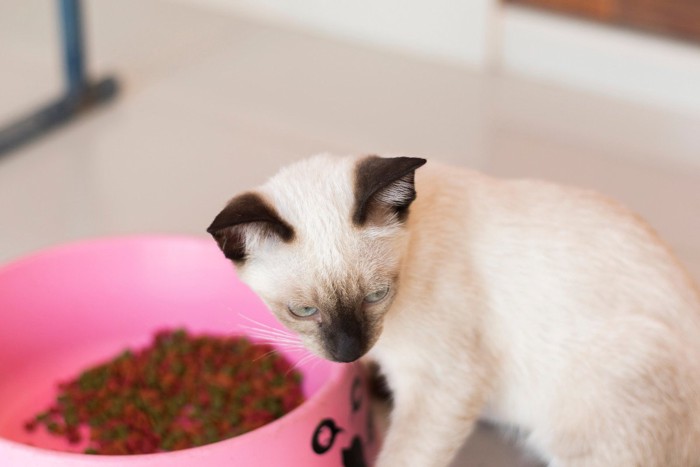 ご飯から顔を背ける子猫