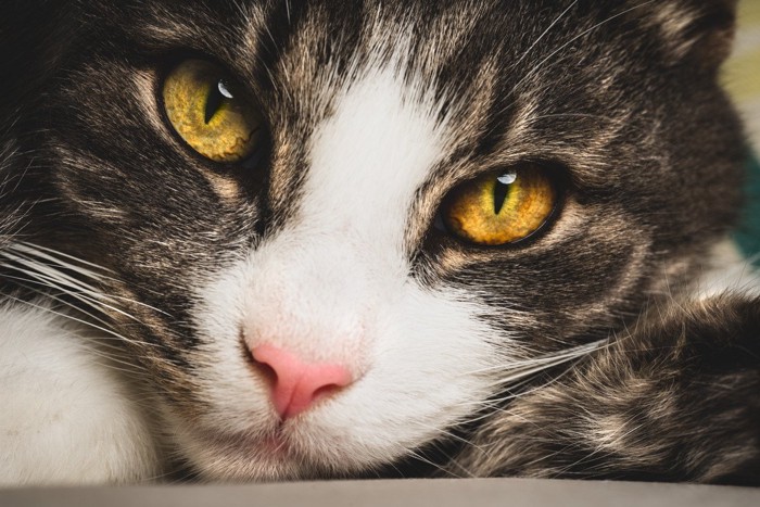 琥珀色をした目の猫