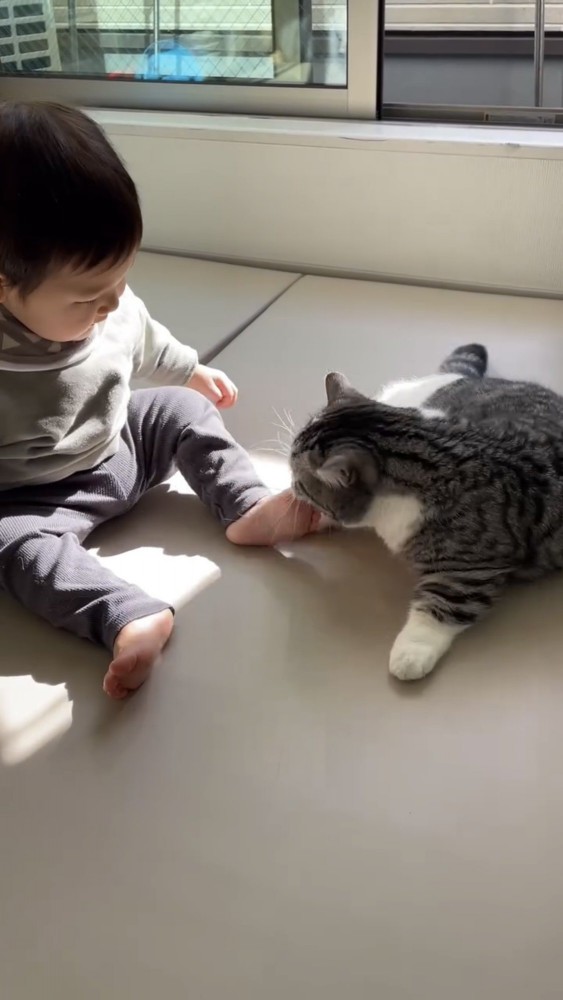 遊ぶ赤ちゃんと猫