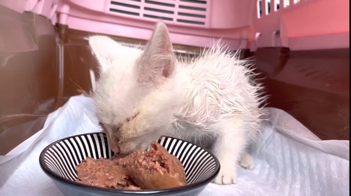 ご飯を食べている子猫