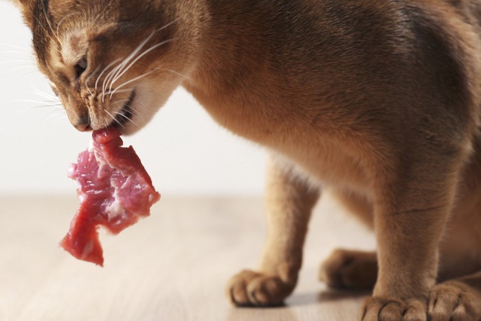 生肉を食べる猫