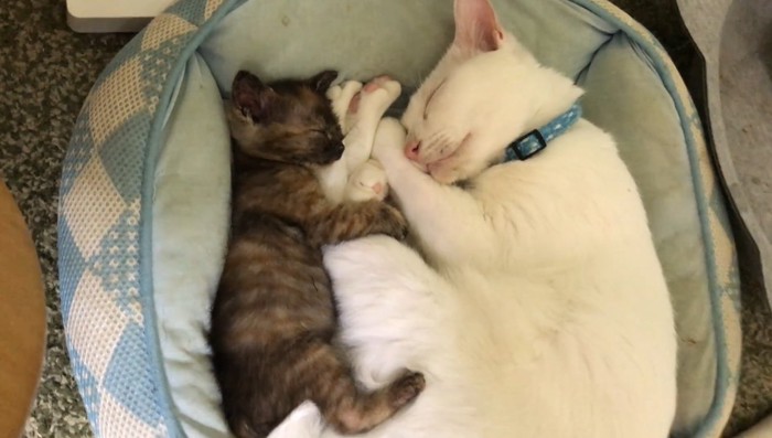 添い寝する子猫と白猫