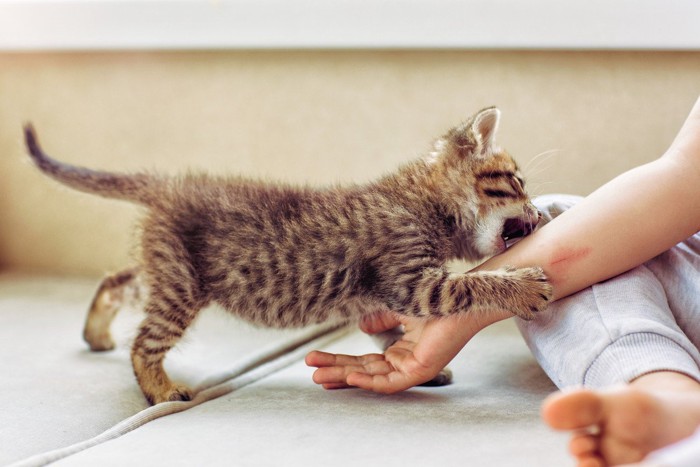 子猫が噛みつく