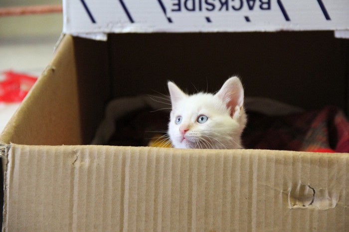 箱の中の子猫