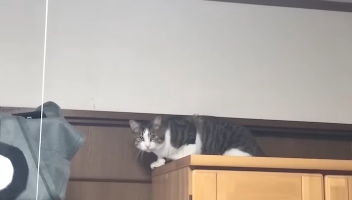 たんすの上の猫