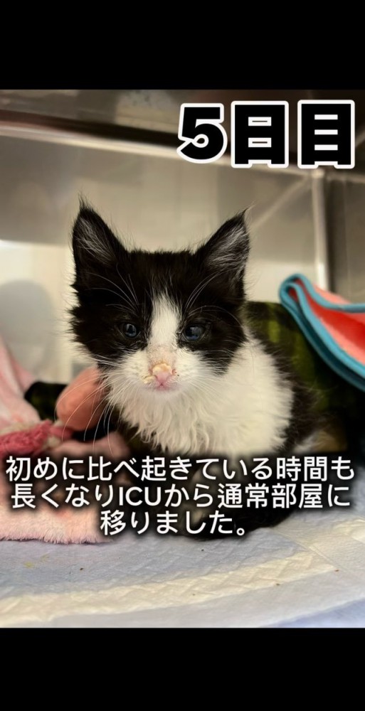 ICUから通常部屋に戻れた子猫