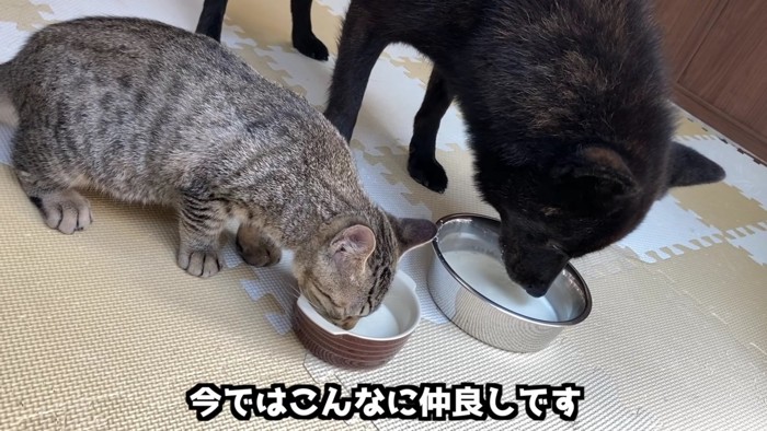 ミルクを飲む犬と猫