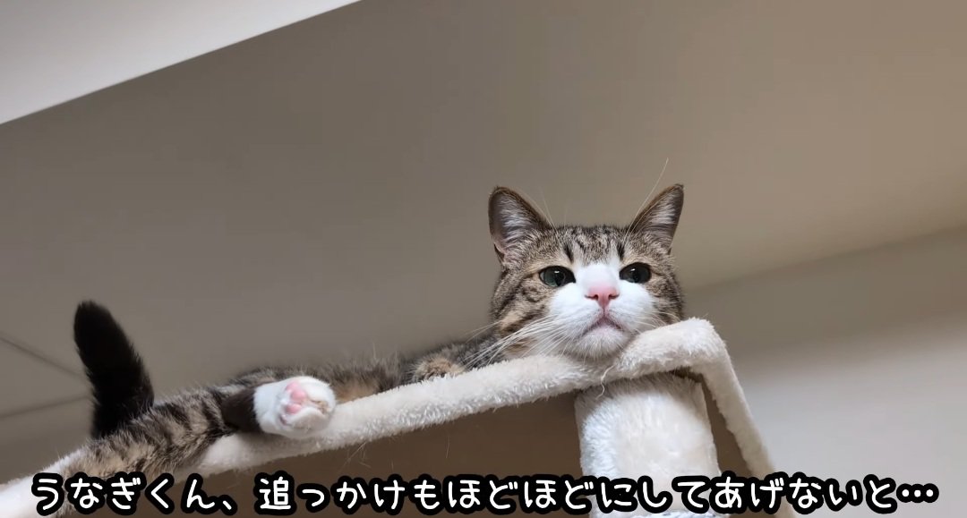 タワーの上の猫