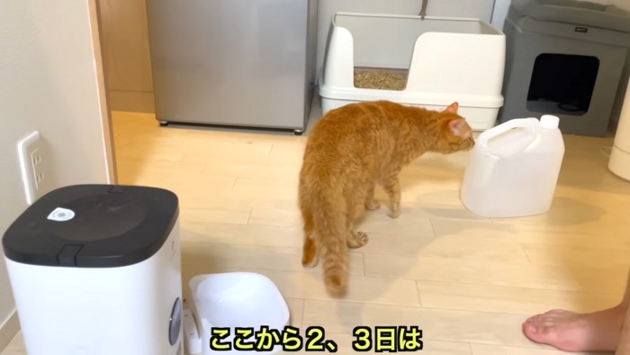 ふわふわの猫