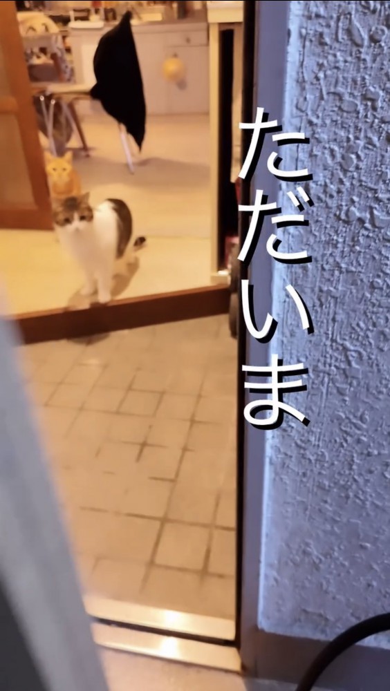 ドアの先にいる2匹の猫