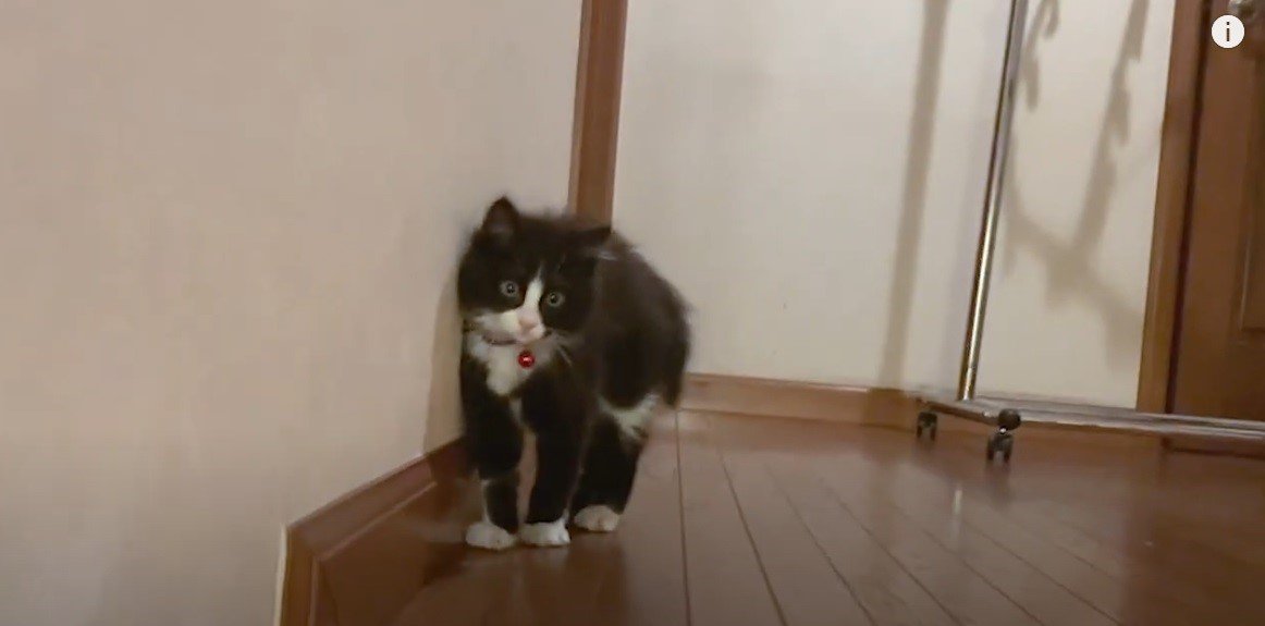 階段の上の子猫