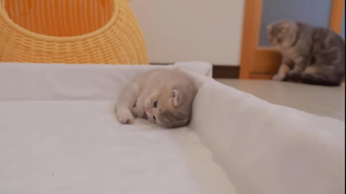 ベッドに寝転がる子猫