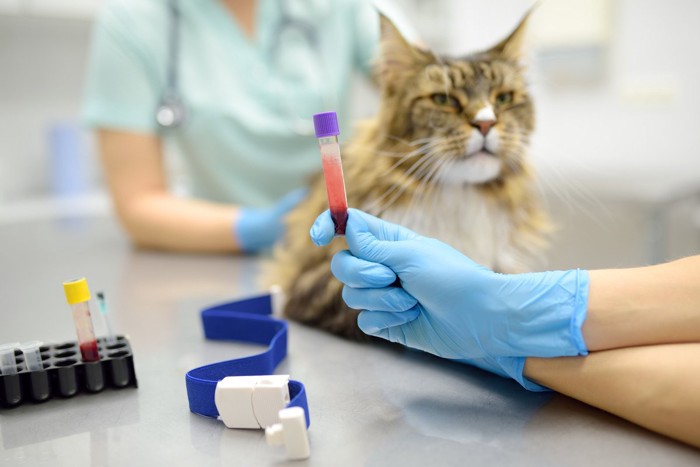 血液検査を受ける猫