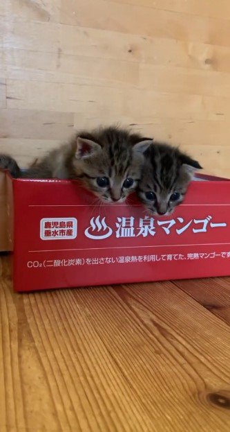 箱から顔を出す2匹の子猫