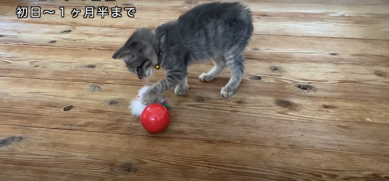 ネズミと羽のついたおもちゃで遊ぶ子猫