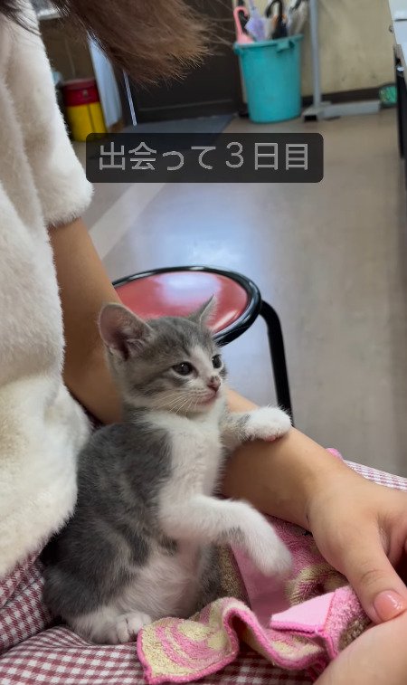 飼い主さんの手に手を添える猫