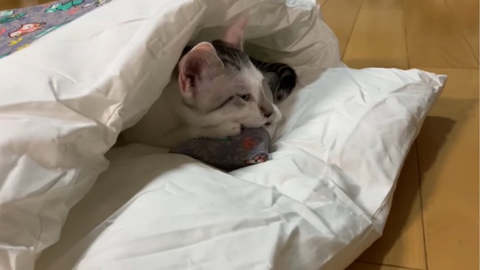 枕にあごを乗せる子猫