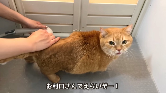 シャワーで泡を流される猫
