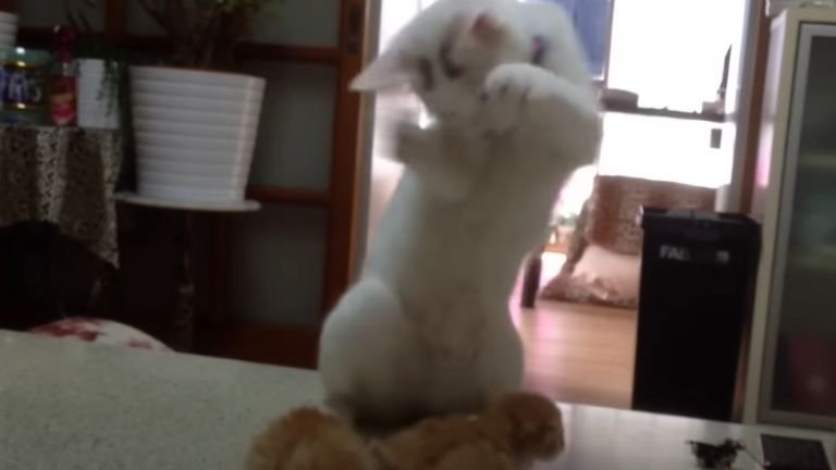 子猫と二足立ちしている成猫