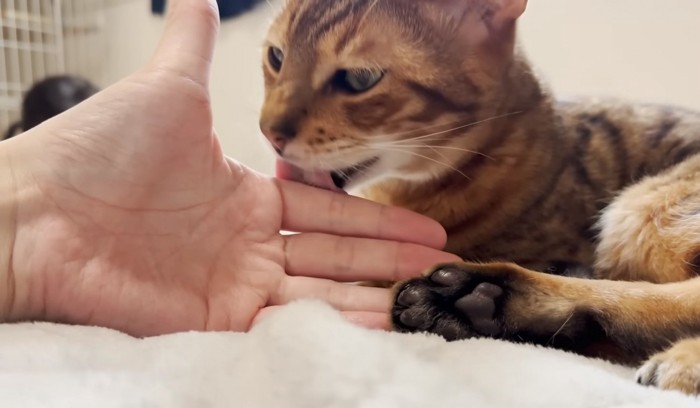 人間の手を舐める猫