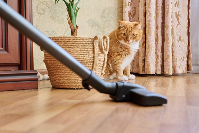 掃除機におびえる猫